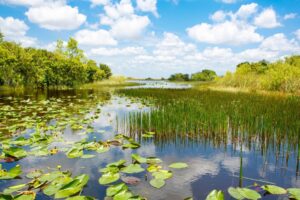 Everglades restoration