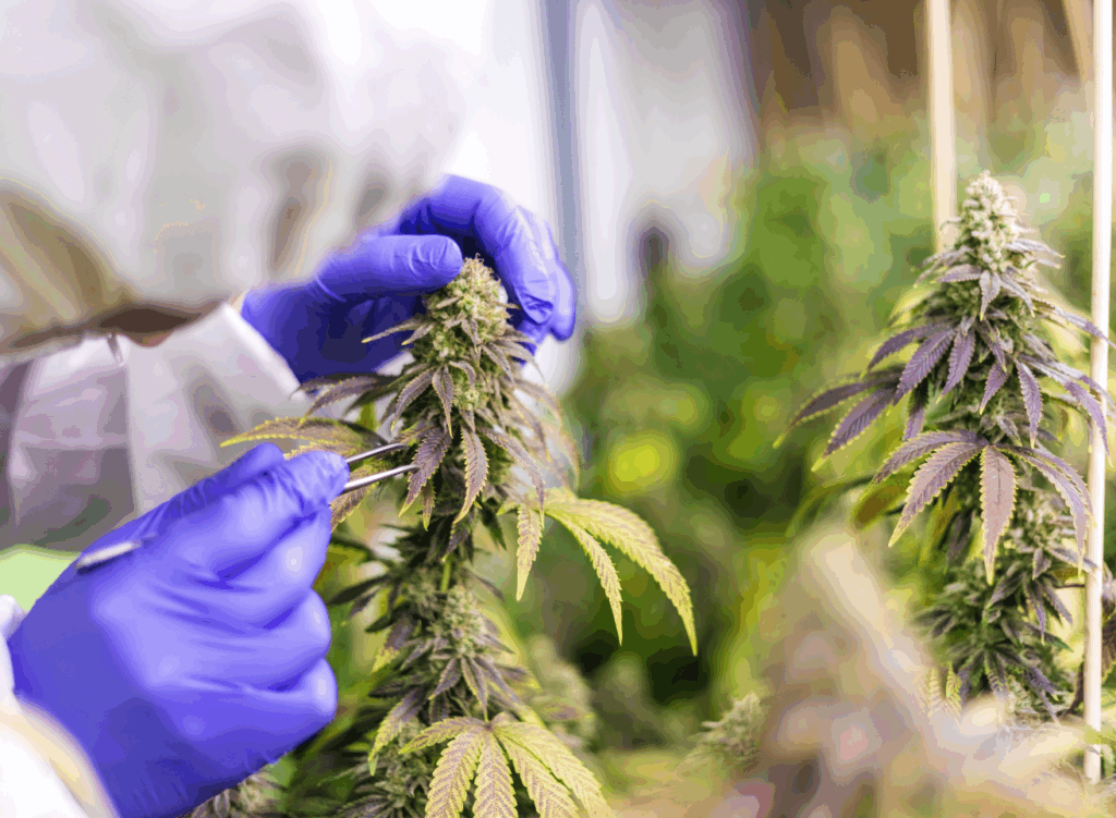 Mass. Cannabis sales growth strong, equity and banking issues persist
