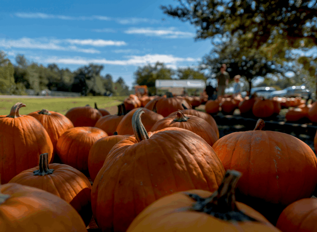 Fall is coming to San Antonio (no, seriously)