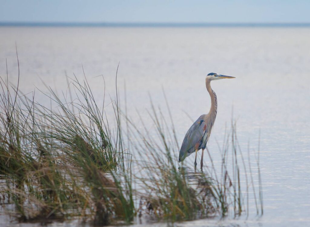 How land conservation drives economic development in Jacksonville